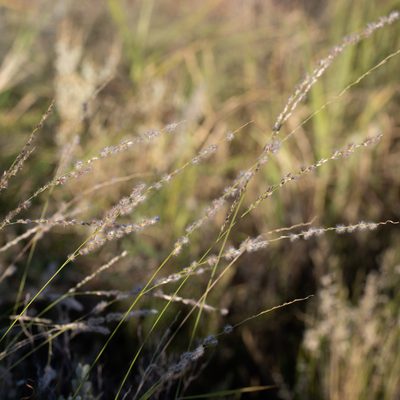 Digitaria brownii, photographed by Kym Nicolson