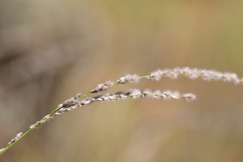 Digitaria brownii, photographed by Kym Nicolson