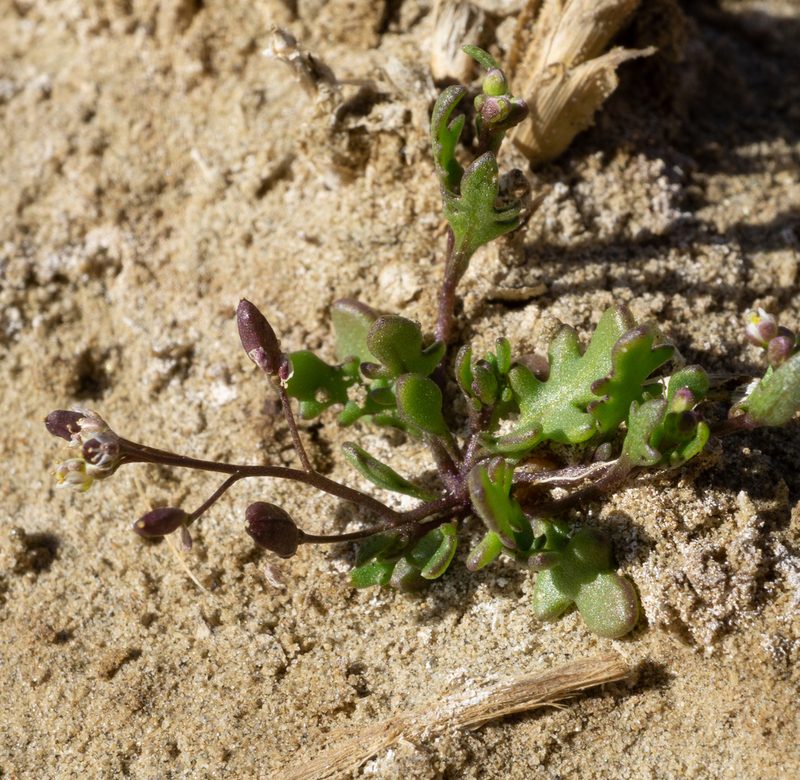 Hornungia procumbens, photographed by Matt Berger
