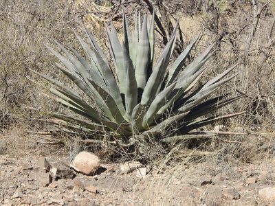 Agave palmeri, photographed by Rachel Stringham