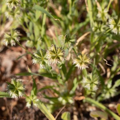 Dactyloctenium radulans, photographed by Kym Nicolson