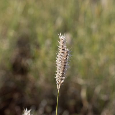 Astrebla pectinata, photographed by Kym Nicolson