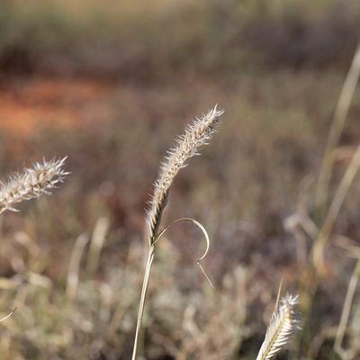 Astrebla pectinata, photographed by Kym Nicolson