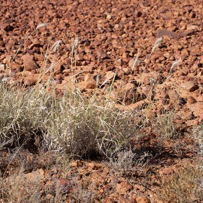 Astrebla pectinata, photographed by Kym Nicolson