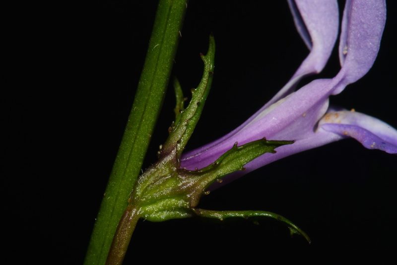 Lobelia georgiana, photographed by Brian Finzel