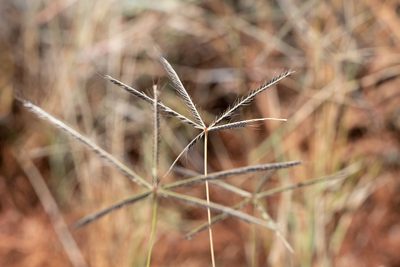 Chloris truncata, photographed by Kym Nicolson