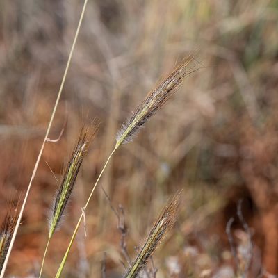 Dichanthium sericeum, photographed by Kym Nicolson