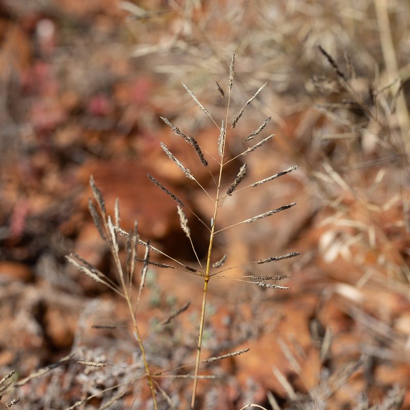 Sporobolus actinocladus, photographed by Kym Nicolson