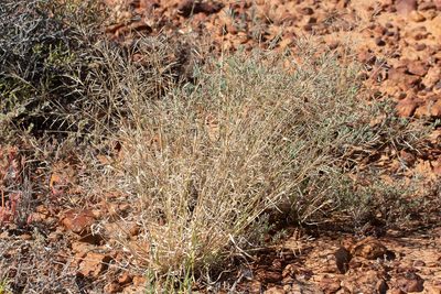 Sporobolus actinocladus, photographed by Kym Nicolson