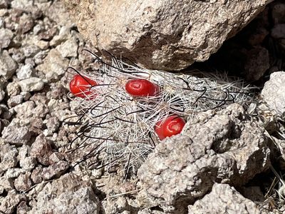Cochemiea tetrancistra, photographed by Bobby McCabe