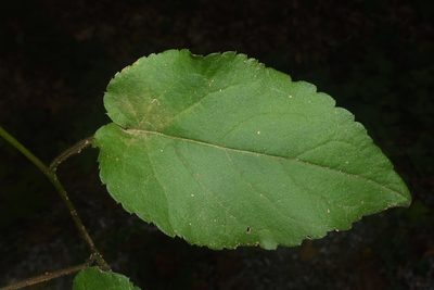 Eurybia jonesiae, photographed by Brian Finzel
