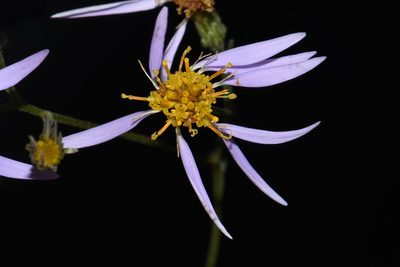Eurybia jonesiae, photographed by Brian Finzel