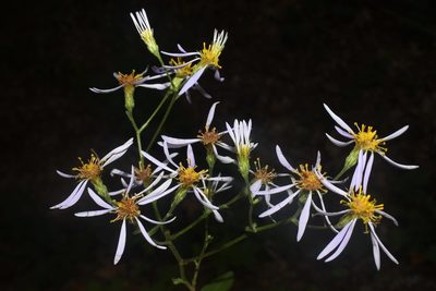 Eurybia jonesiae, photographed by Brian Finzel