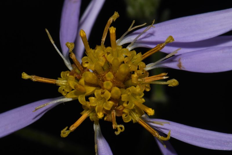 Eurybia jonesiae, photographed by Brian Finzel
