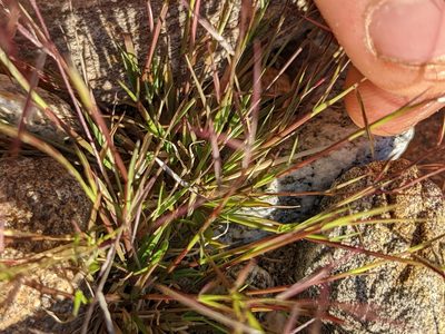 Bouteloua aristidoides