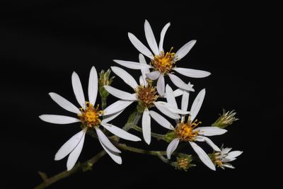 Eurybia jonesiae, photographed by Brian Finzel