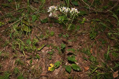 Eurybia jonesiae, photographed by Brian Finzel