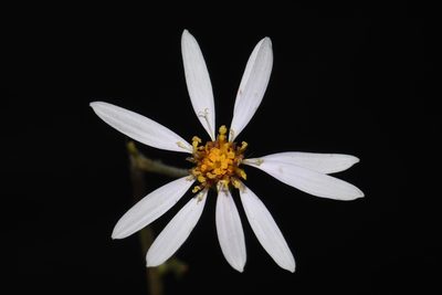 Eurybia jonesiae, photographed by Brian Finzel