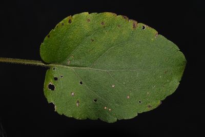 Eurybia jonesiae, photographed by Brian Finzel