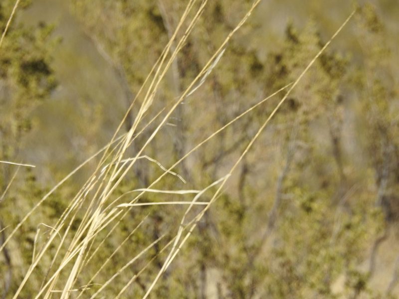 Sporobolus contractus, photographed by Rachel Stringham