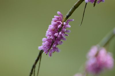 Dendrobium secundum, photographed by Jay Pruett