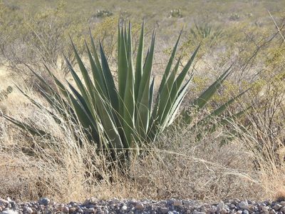 Agave palmeri, photographed by Rachel Stringham