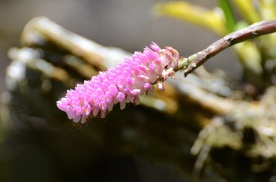 Dendrobium secundum, photographed by Jay Pruett