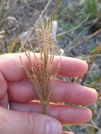 Leptochloa pluriflora, photographed by Matt Schultz