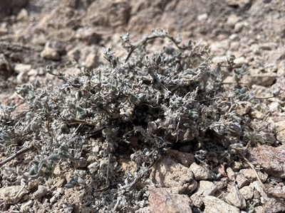 Tiquilia canescens, photographed by Bobby McCabe