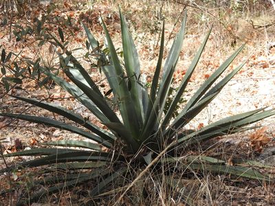 Agave palmeri, photographed by Rachel Stringham