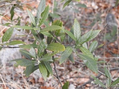 Quercus hypoleucoides, photographed by Rachel Stringham