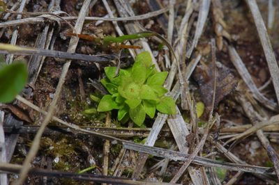 Lepuropetalon spathulatum, photographed by Michelle W. （鍾偉瑋）