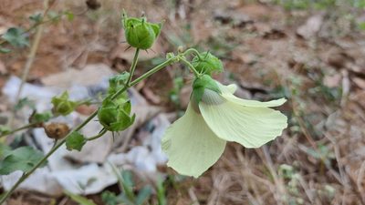 Hibiscus vitifolius, photographed by sunnyjosef