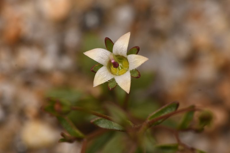 Nemacladus glanduliferus, photographed by Trevor Van Loon
