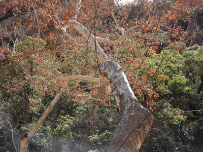 Platanus wrightii, photographed by Rachel Stringham