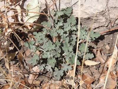 Sphaeralcea laxa, photographed by Rachel Stringham