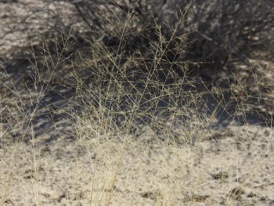 Sporobolus airoides, photographed by Rachel Stringham