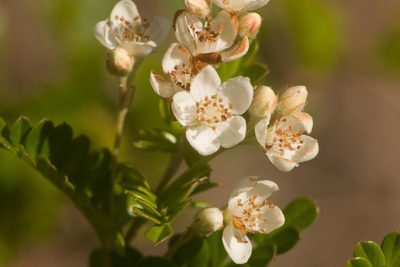Osteomeles anthyllidifolia, photographed by Kevin Faccenda
