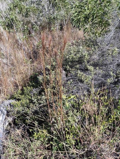 Schizachyrium microstachyum, photographed by Kevin Faccenda
