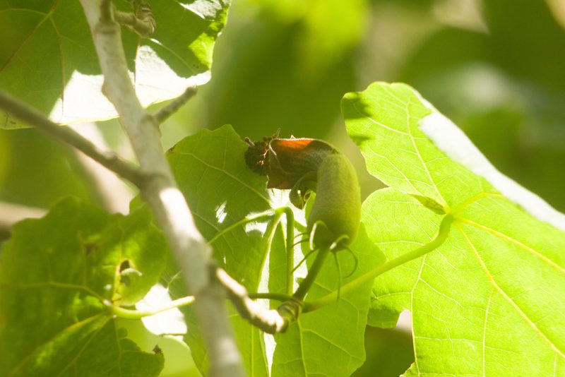 Hibiscadelphus giffardianus, photographed by Kevin Faccenda