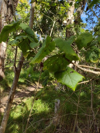 Hibiscadelphus giffardianus, photographed by Kevin Faccenda