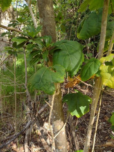 Hibiscadelphus giffardianus, photographed by Kevin Faccenda
