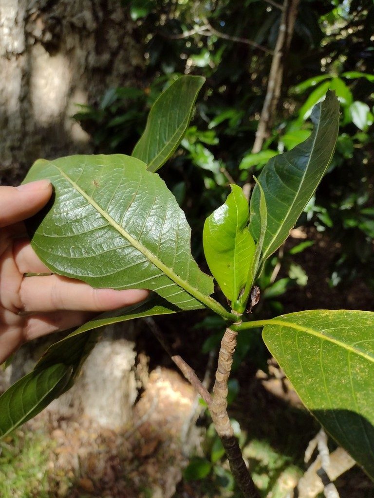 Psychotria hawaiiensis, photographed by Kevin Faccenda
