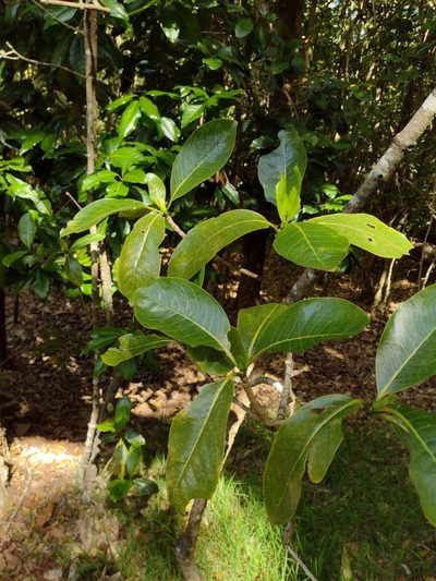 Psychotria hawaiiensis, photographed by Kevin Faccenda