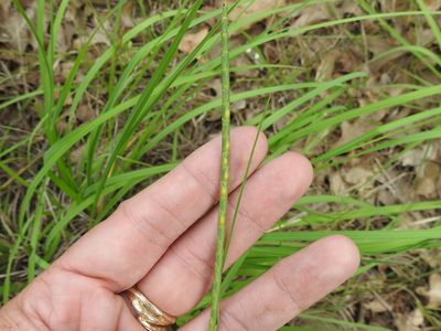 Rottboellia campestris, photographed by Sam Kieschnick