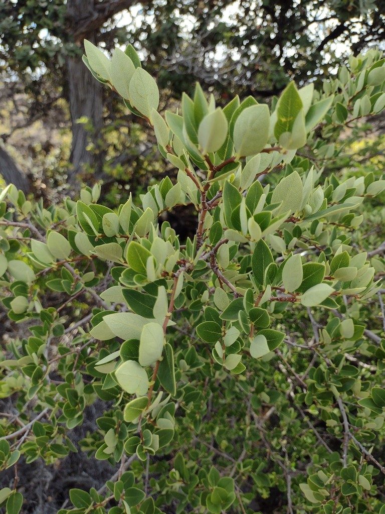 Wikstroemia phillyreifolia, photographed by Kevin Faccenda