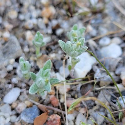 Logfia depressa, photographed by Dan Horowitz