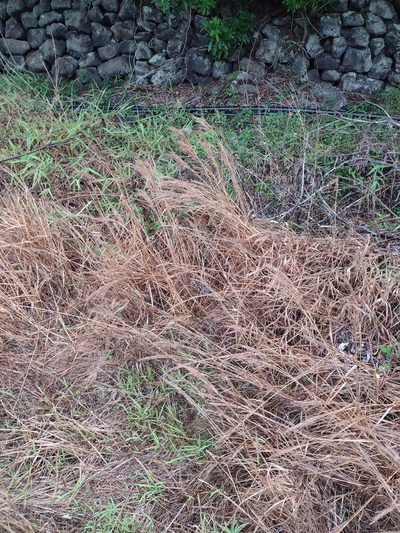 Schizachyrium microstachyum, photographed by Kevin Faccenda