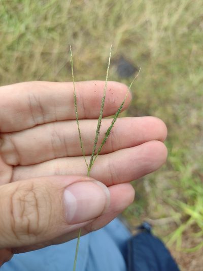 Digitaria violascens, photographed by Kevin Faccenda