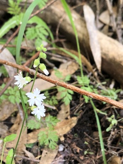 Lithophragma bolanderi, photographed by graham_coop